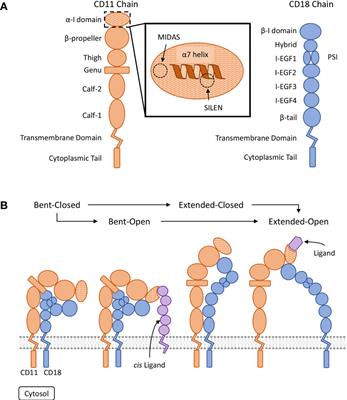 β2 Integrin CD11d/CD18: From Expression to an Emerging Role in Staged Leukocyte Migration